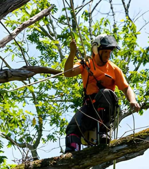 Tree Removal I